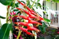 Heliconia or Crab Claw Exotic Flower