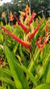 Heliconia plants and flowers with water dews, Singapore