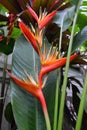 Heliconia