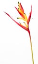 Heliconia flower Royalty Free Stock Photo