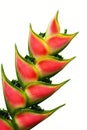 Heliconia flower Royalty Free Stock Photo