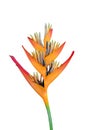 Heliconia flower Royalty Free Stock Photo