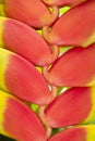 Heliconia flower Royalty Free Stock Photo