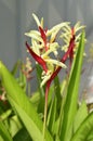 Heliconia flower