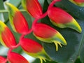 Heliconia flower