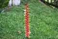 Heliconia flower or bird of paradise Royalty Free Stock Photo