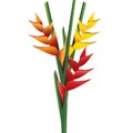 Heliconia flower bouquet