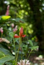 Heliconia flower bud