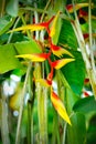 Heliconia flower