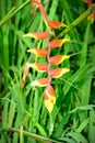 Heliconia flower