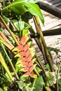 Heliconia flower