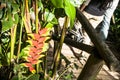 Heliconia flower