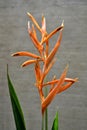 Heliconia flower.