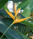 Heliconia flower in garden Royalty Free Stock Photo