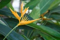 Heliconia flower in garden Royalty Free Stock Photo