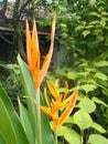 Heliconia flower close ups on garden Royalty Free Stock Photo