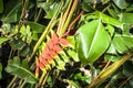 Heliconia flower