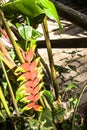 Heliconia flower