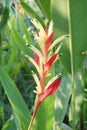 Heliconia flower in nature garden