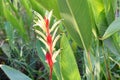 Heliconia flower in nature garden