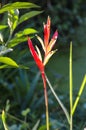 Heliconia flower in nature gardene Royalty Free Stock Photo