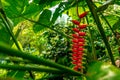 heliconia flower in tropical forest