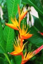 Heliconia flower variety