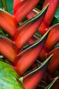 Heliconia flowers