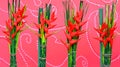 Heliconia flowers background