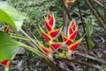 Heliconia flowers