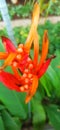 Heliconia flowers