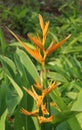 Heliconia flowers