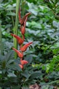 Heliconia flowers