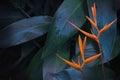 Heliconia Flowers with Tropical Green Leaves Background in Dark Tone Color