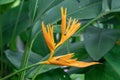 Heliconia is a genus of flowering plants in the family Heliconiaceae.