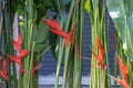 Heliconia is a genus of flowering plants in the family Heliconiaceae. Common names for the genus include Dwarf Jamaican flower,lob