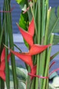 Heliconia is a genus of flowering plants in the family Heliconiaceae. Common names for the genus include Dwarf Jamaican flower,lob