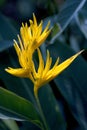 Heliconia Golden Torch