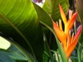 Heliconia golden torch, false bird of paradise flower in the garden.