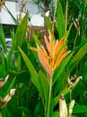 heliconia golden torch