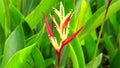 Heliconia (Heliconiaceae, lobster-claws, toucan beak, wild plantains, false bird of paradise) with natural background