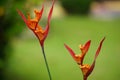 Heliconia (Heliconiaceae, lobster-claws, toucan beak, wild plantains, false bird of paradise) with natural background