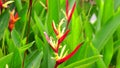 Heliconia (Heliconiaceae, lobster-claws, toucan beak, wild plantains, false bird of paradise) with natural background