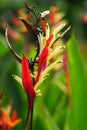 Heliconia (Heliconiaceae, lobster-claws, toucan beak, wild plantains, false bird of paradise) with natural background Royalty Free Stock Photo