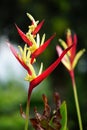 Heliconia (Heliconiaceae, lobster-claws, toucan beak, wild plantains, false bird of paradise) with natural background Royalty Free Stock Photo