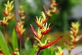 Heliconia (Heliconiaceae, lobster-claws, toucan beak, wild plantains, false bird of paradise) with natural background Royalty Free Stock Photo