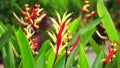 Heliconia (Heliconiaceae, lobster-claws, toucan beak, wild plantains, false bird of paradise) with natural background