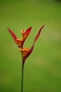 Heliconia (Heliconiaceae, lobster-claws, toucan beak, wild plantains, false bird of paradise) with natural background Royalty Free Stock Photo