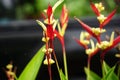 Heliconia (Heliconiaceae, lobster-claws, toucan beak, wild plantains, false bird of paradise) with natural background Royalty Free Stock Photo