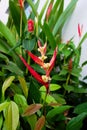 Heliconia Hirsuta flower Royalty Free Stock Photo